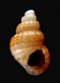 Alvania&nbsp;dictyophora